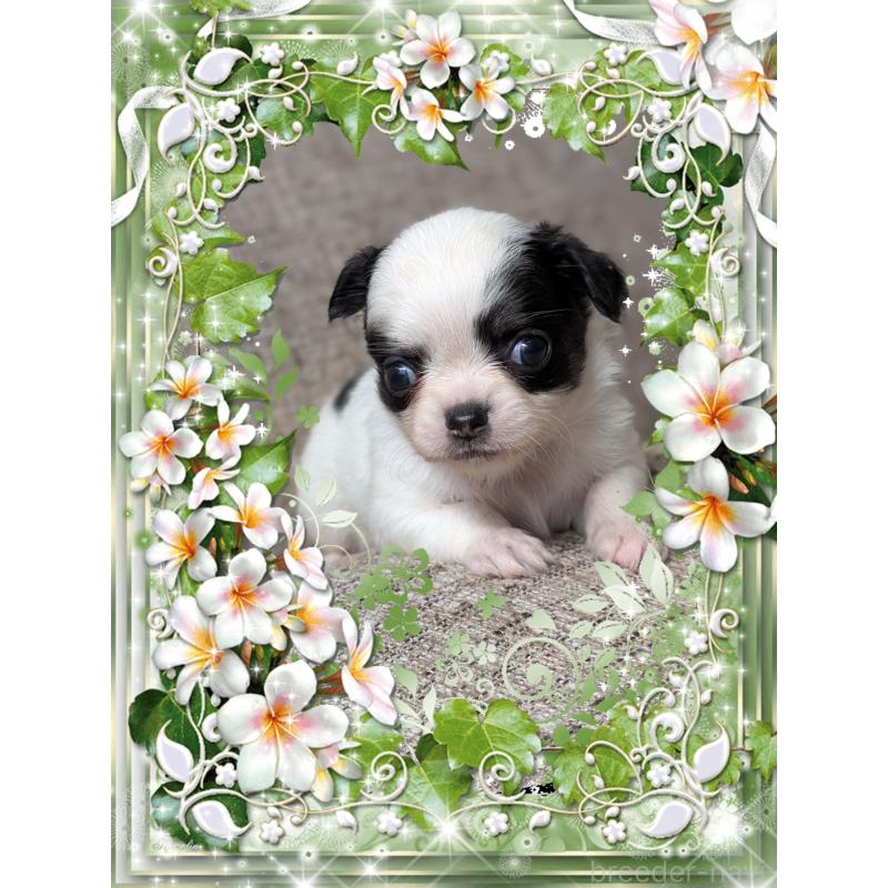 販売中の山口県のチワワ(ロングコート)-430361の2枚目