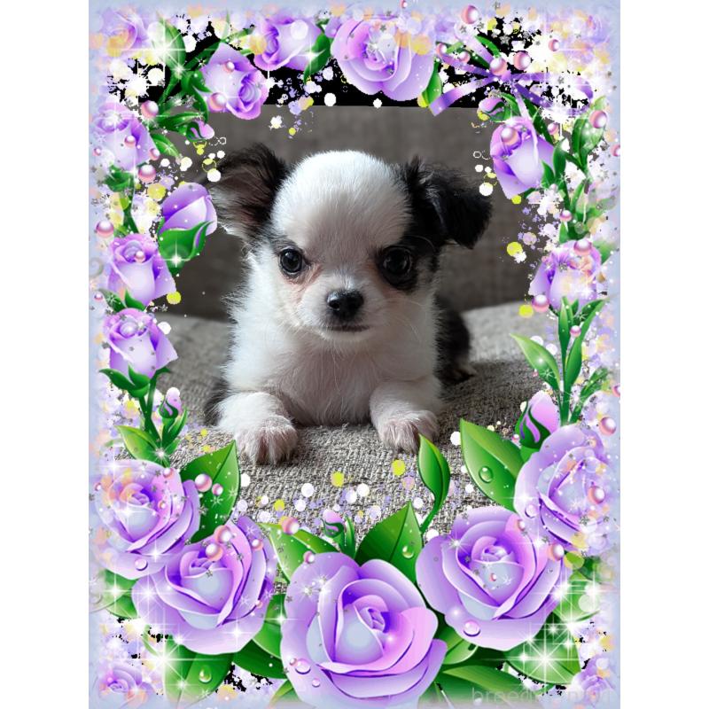 販売中の山口県のチワワ(ロングコート)-430362の1枚目