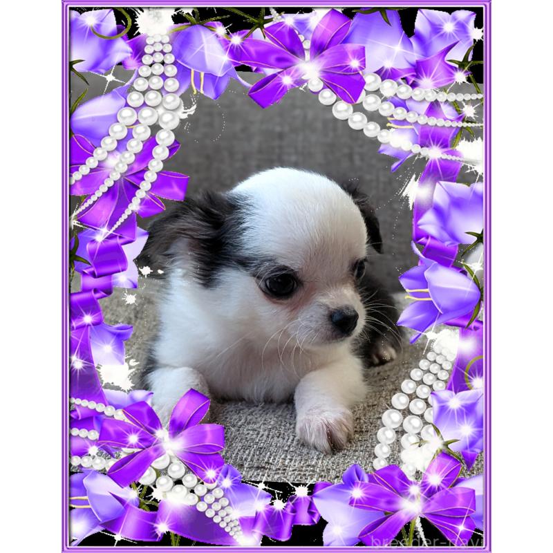 販売中の山口県のチワワ(ロングコート)-430362の4枚目