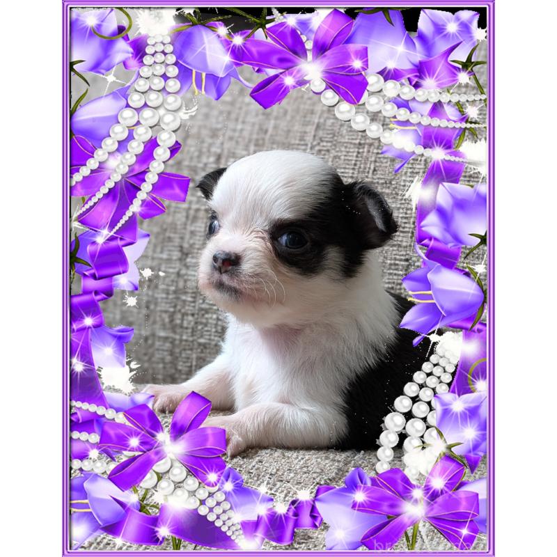 販売中の山口県のチワワ(ロングコート)-430362の2枚目