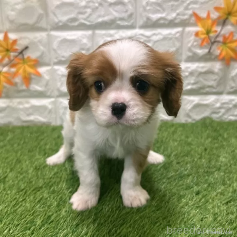販売中の愛知県のキャバリアキングチャールズスパニエル-427121