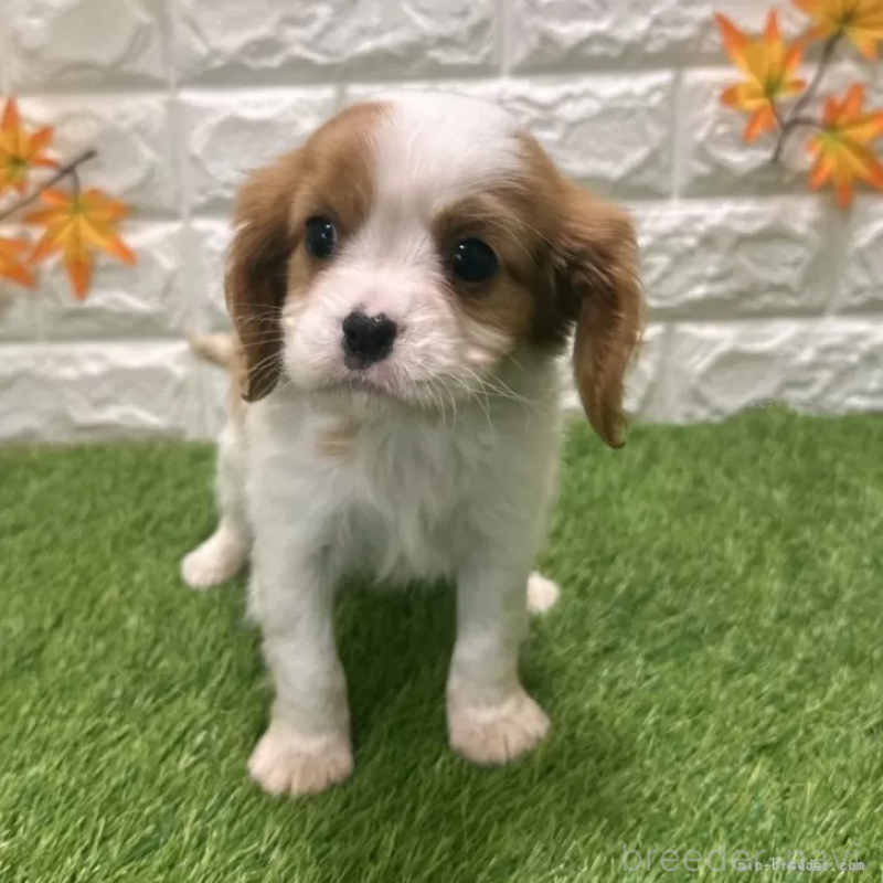 販売中の愛知県のキャバリアキングチャールズスパニエル-427112