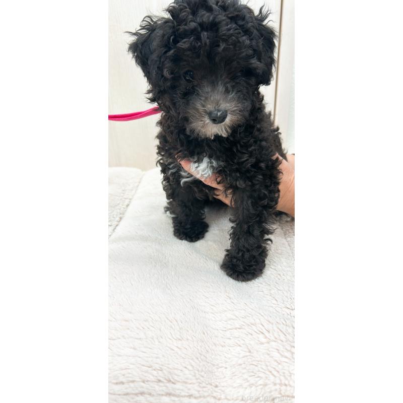 販売中の熊本県のタイニープードル-430563の4枚目