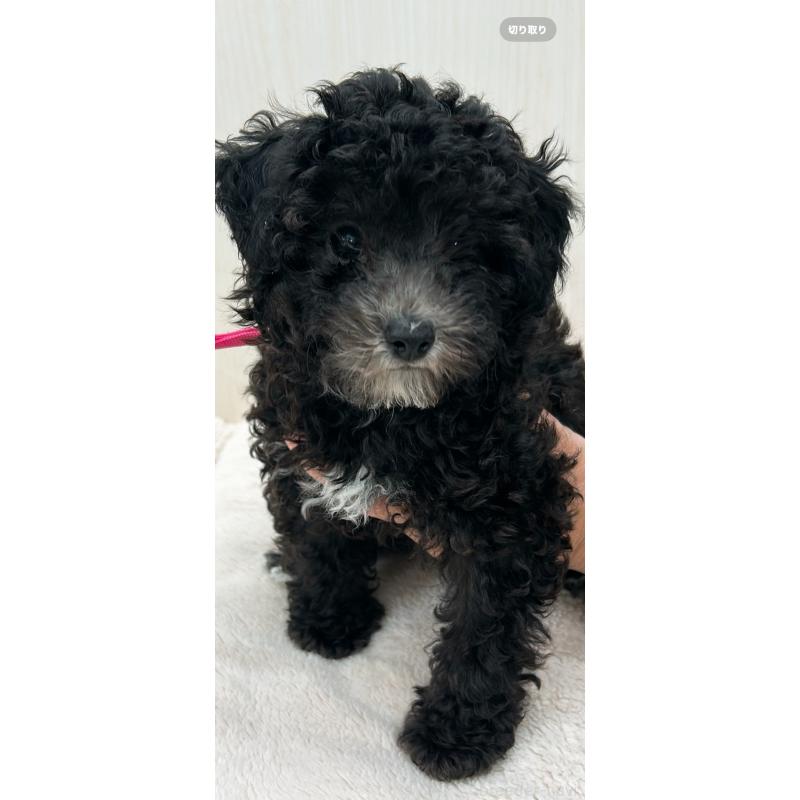 販売中の熊本県のタイニープードル-430563の3枚目