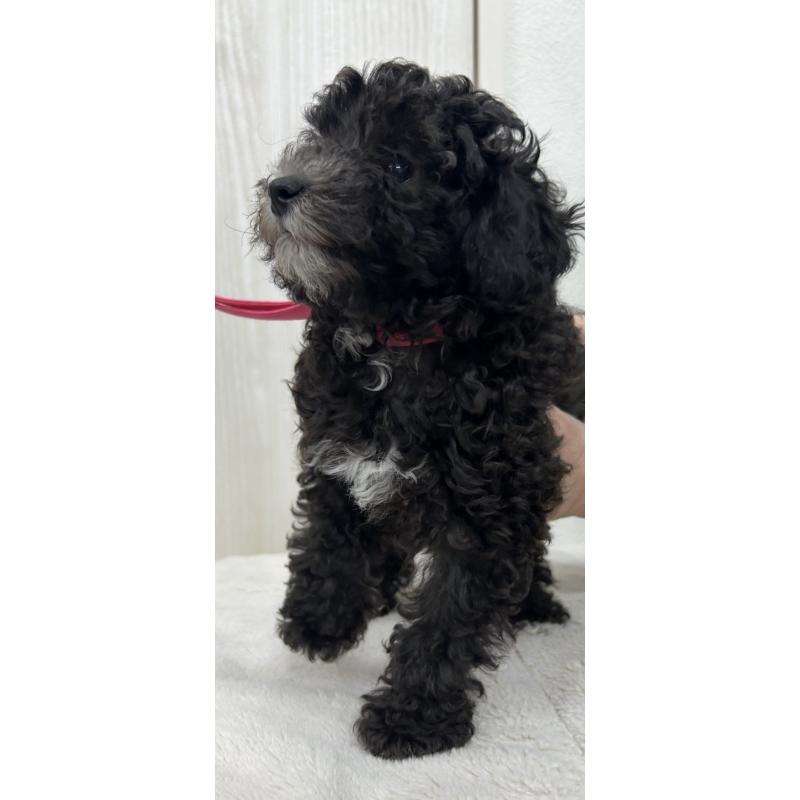 販売中の熊本県のタイニープードル-430563の2枚目