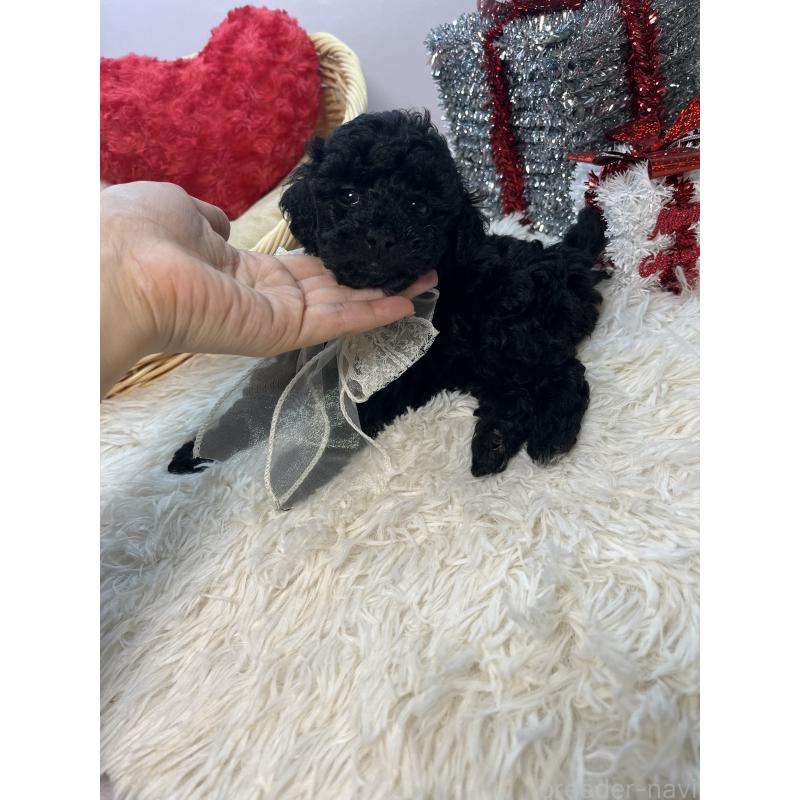 成約済の福岡県のトイプードル-427152の5枚目