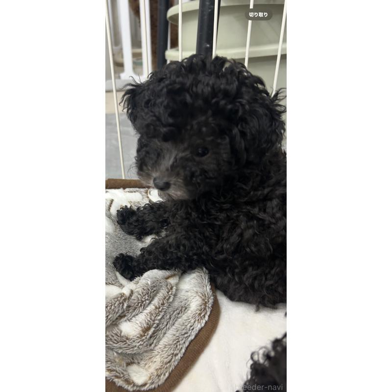販売中の熊本県のタイニープードル-430564の6枚目