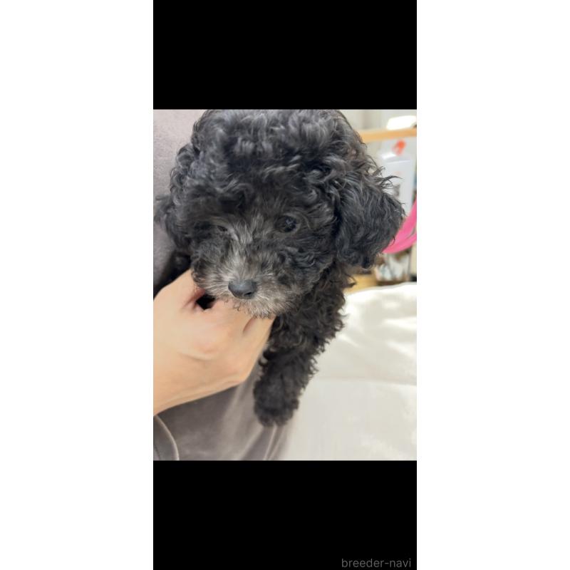 販売中の熊本県のタイニープードル-430564の5枚目