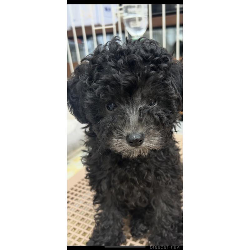 販売中の熊本県のタイニープードル-430564の2枚目