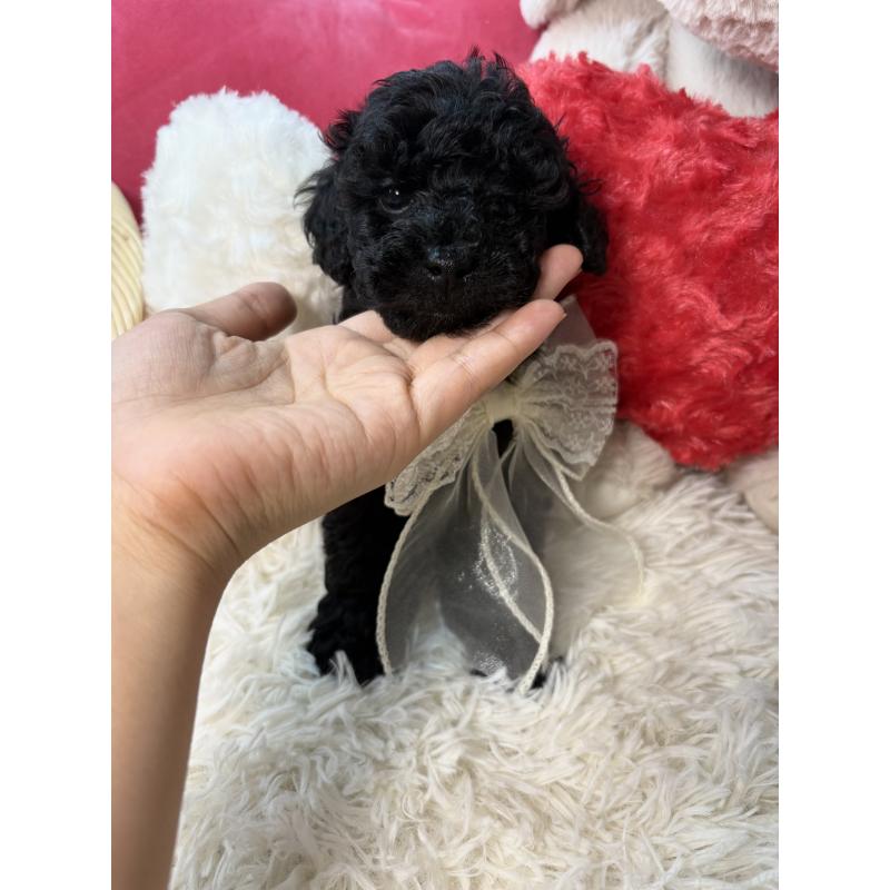 成約済の福岡県のトイプードル-427152の3枚目