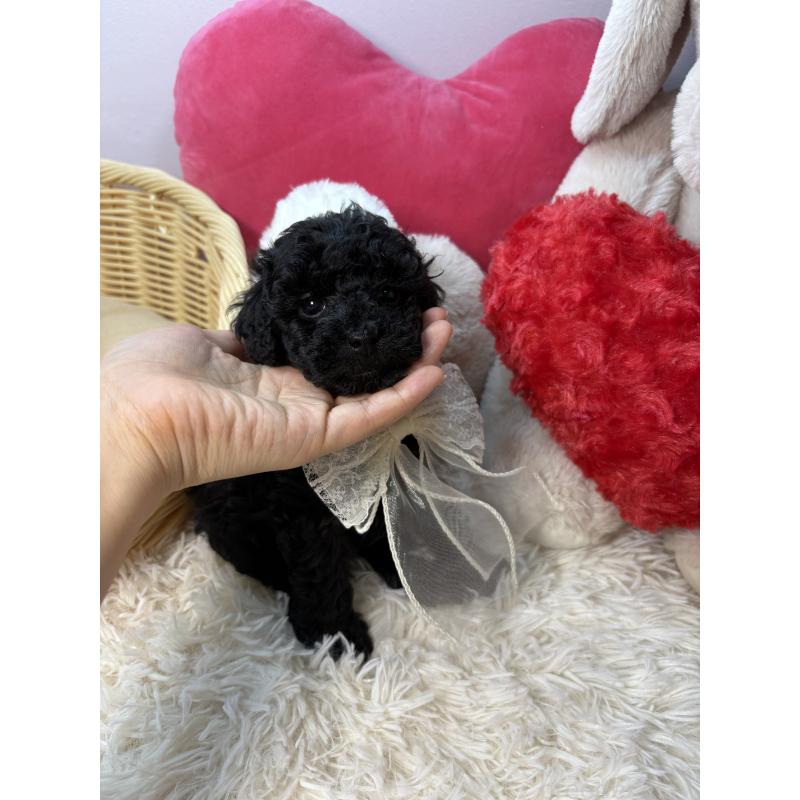 成約済の福岡県のトイプードル-427152の2枚目