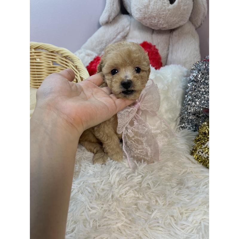 成約済の福岡県のトイプードル-427148の4枚目