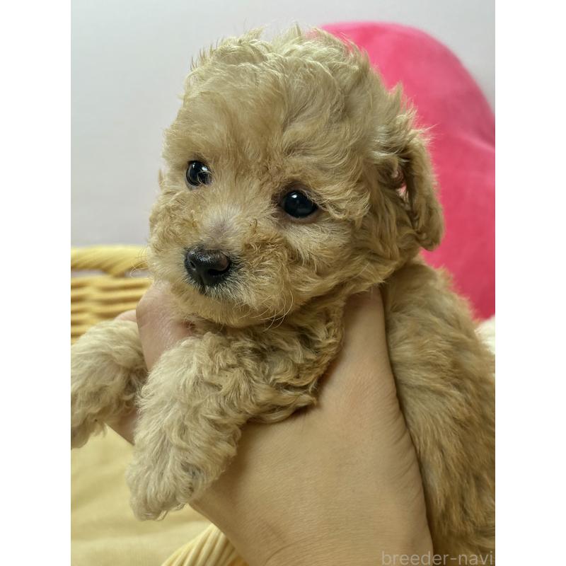 成約済の福岡県のトイプードル-427148の3枚目