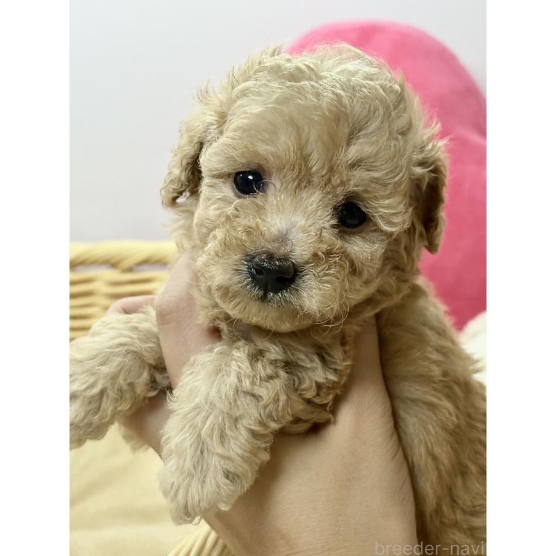 成約済の福岡県のトイプードル-427148の2枚目