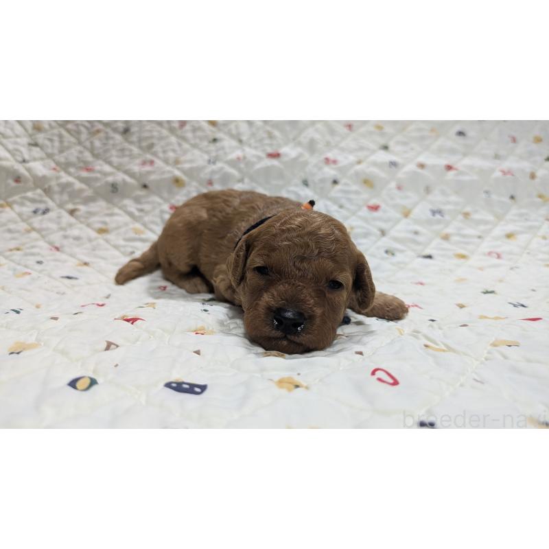 成約済の東京都のトイプードル-409754の4枚目