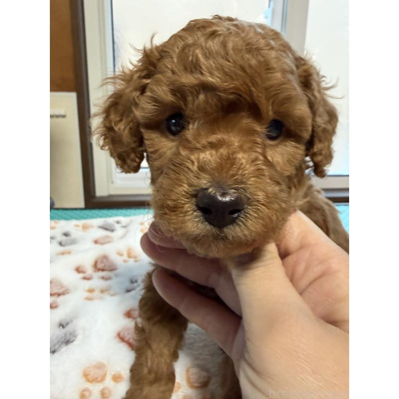 販売中の北海道のトイプードル-428765