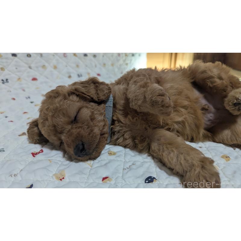 成約済の東京都のトイプードル-409754の3枚目