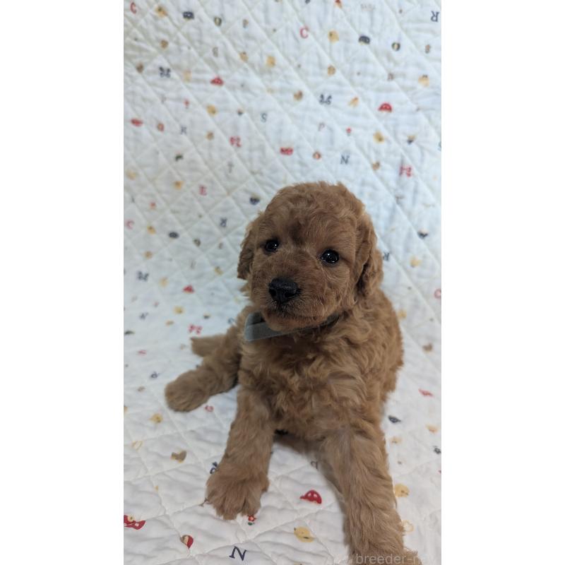 成約済の東京都のトイプードル-409754の2枚目