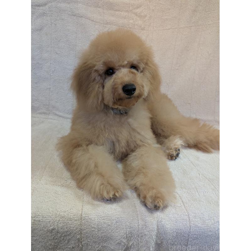 販売中の東京都のトイプードル-410586の4枚目