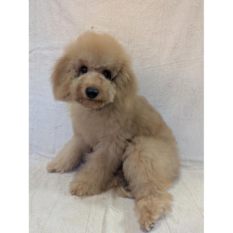 販売中の東京都のトイプードル-410586の3枚目