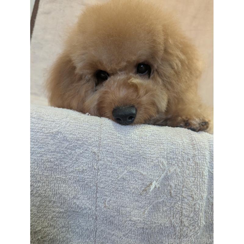 販売中の東京都のトイプードル-410586の2枚目