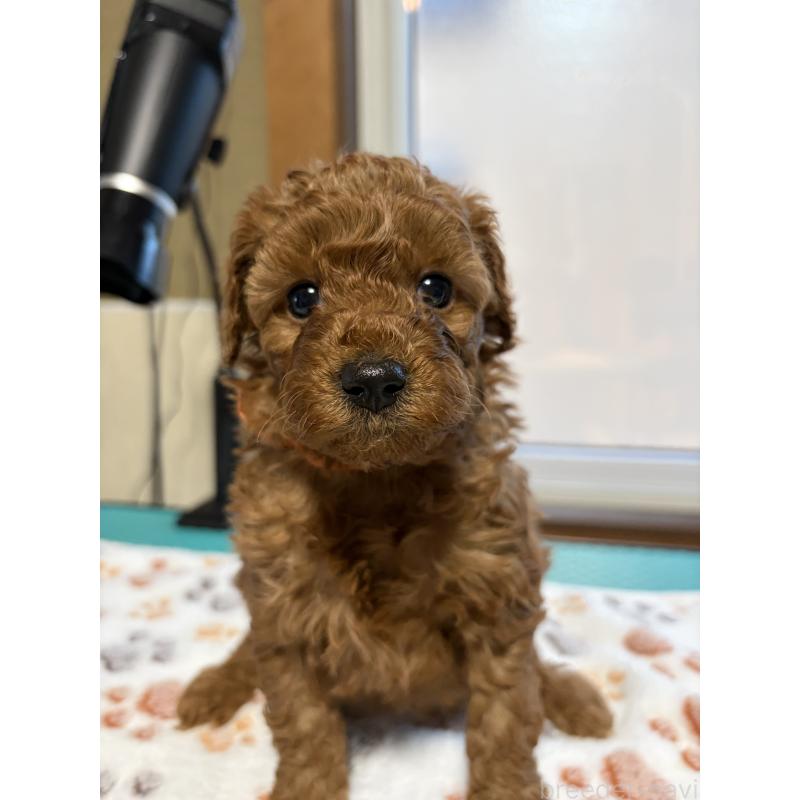 販売中の北海道のトイプードル-428764