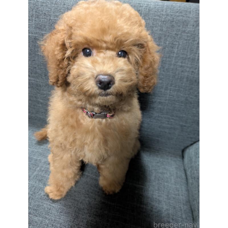 販売中の東京都のトイプードル-421323の3枚目