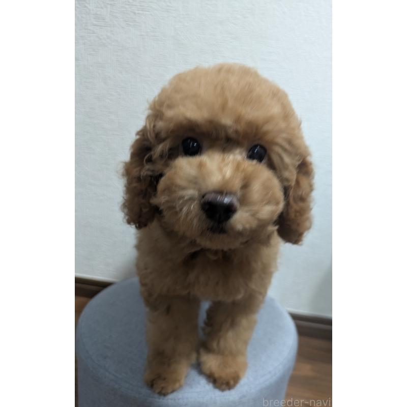 販売中の東京都のトイプードル-421323の2枚目