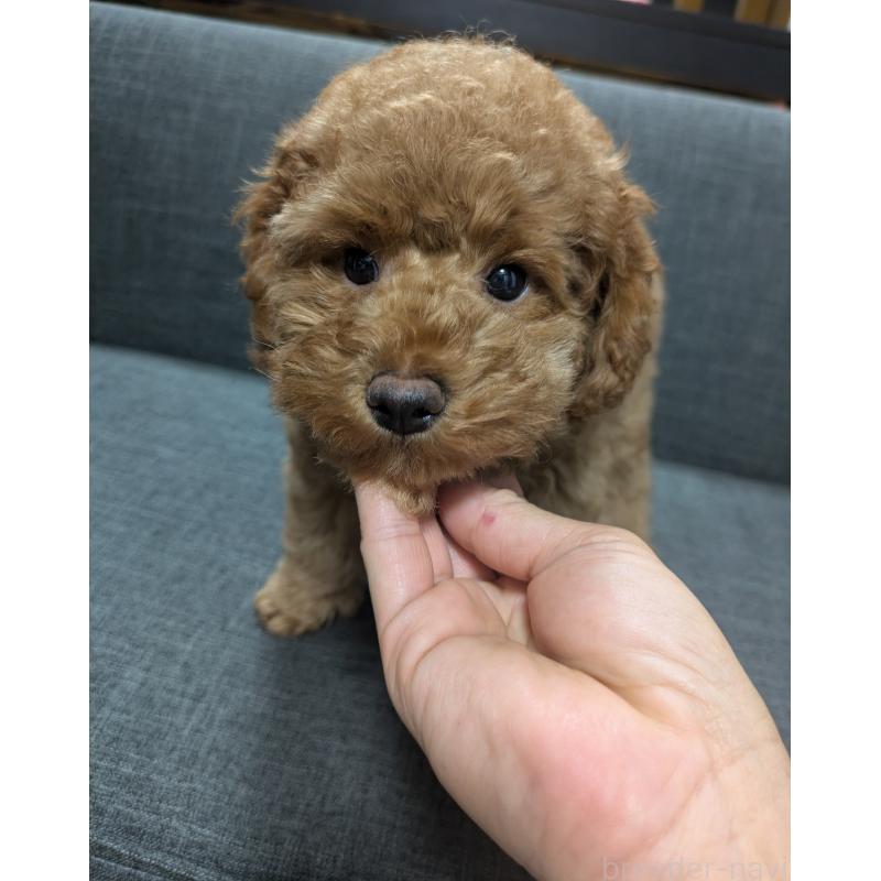 販売中の東京都のトイプードル-421326の3枚目