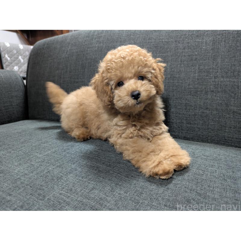 販売中の東京都のトイプードル-421378の2枚目