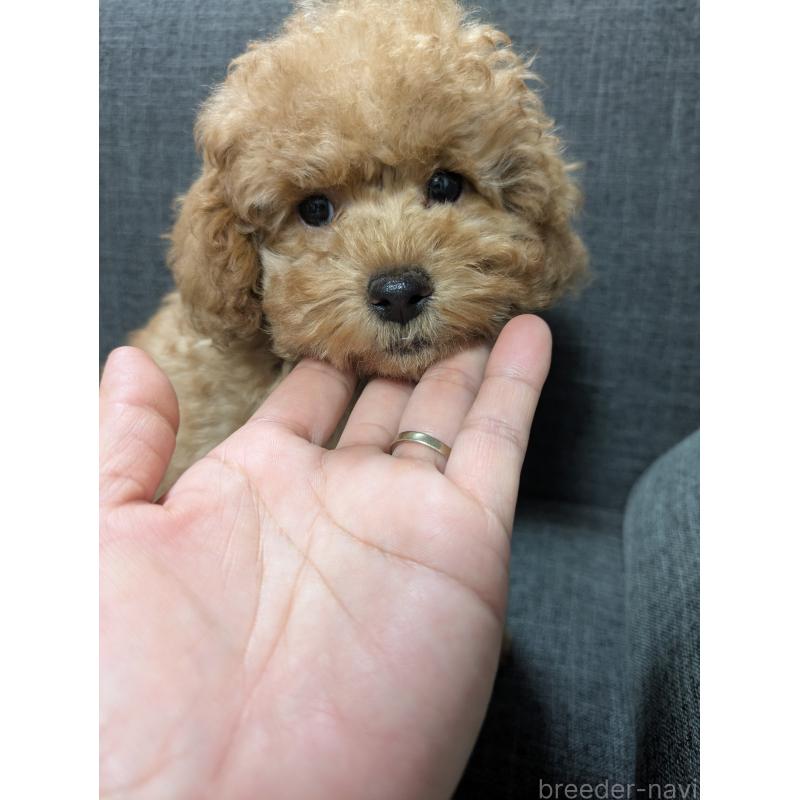 販売中の東京都のトイプードル-430566の3枚目