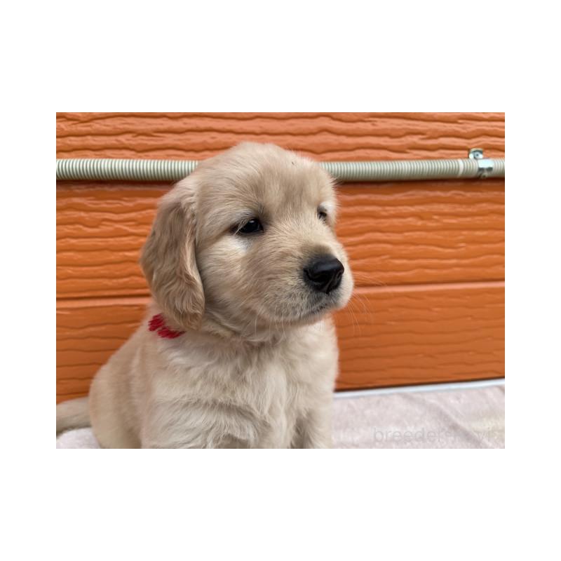 販売中の茨城県のゴールデンレトリーバー-430591の12枚目