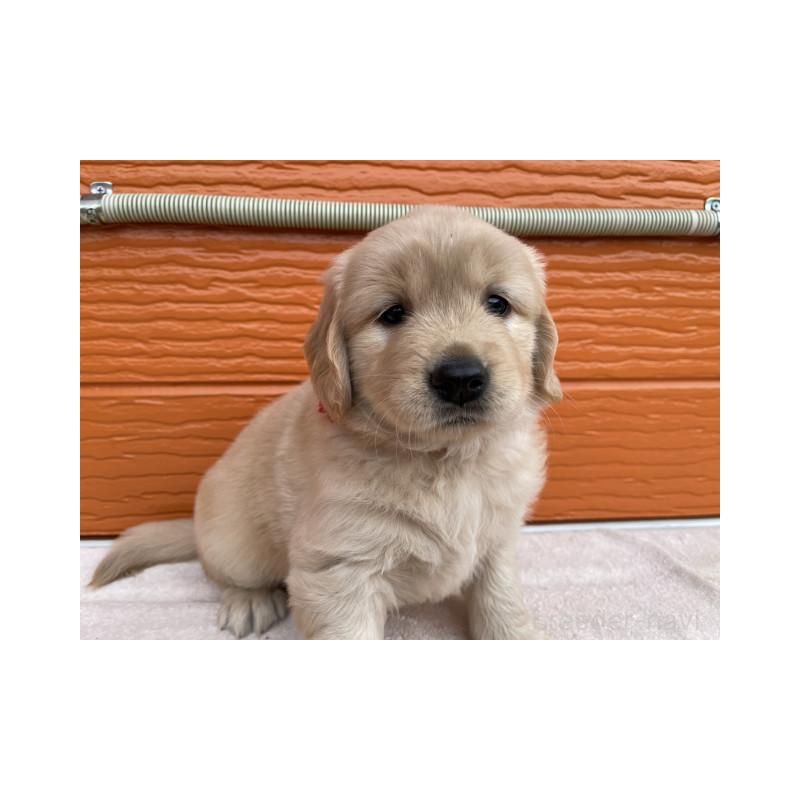 販売中の茨城県のゴールデンレトリーバー-430591の11枚目