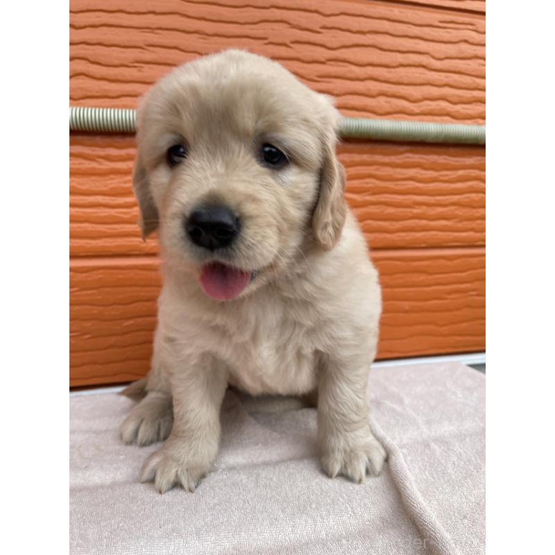 販売中の茨城県のゴールデンレトリーバー-430591の10枚目