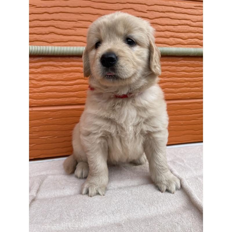 販売中の茨城県のゴールデンレトリーバー-430591の9枚目