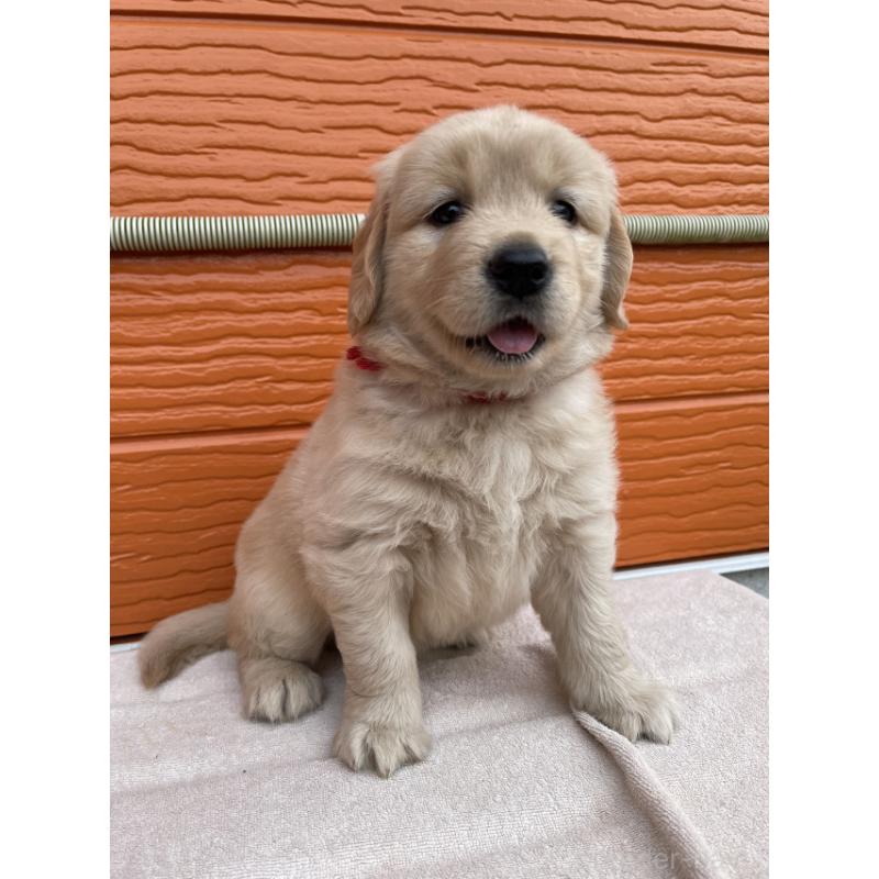 販売中の茨城県のゴールデンレトリーバー-430591の8枚目