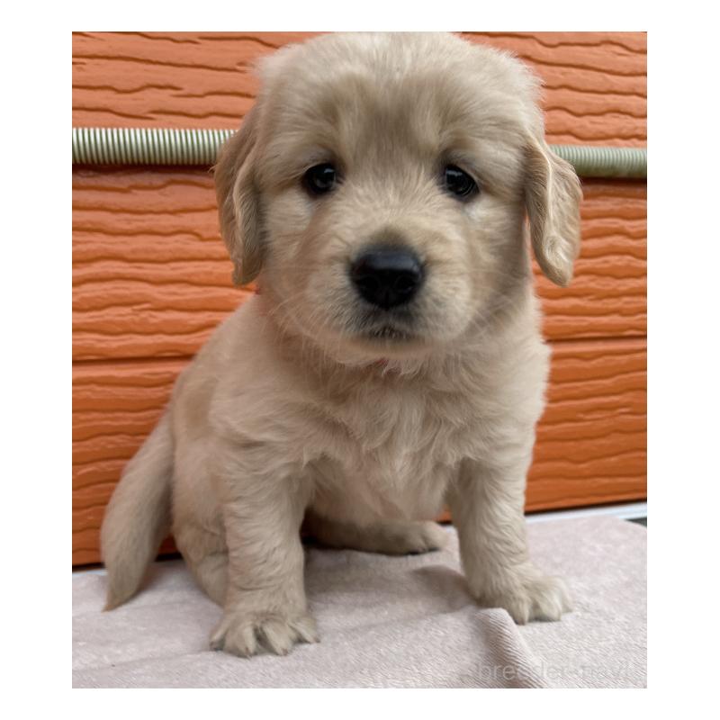 販売中の茨城県のゴールデンレトリーバー-430591の7枚目