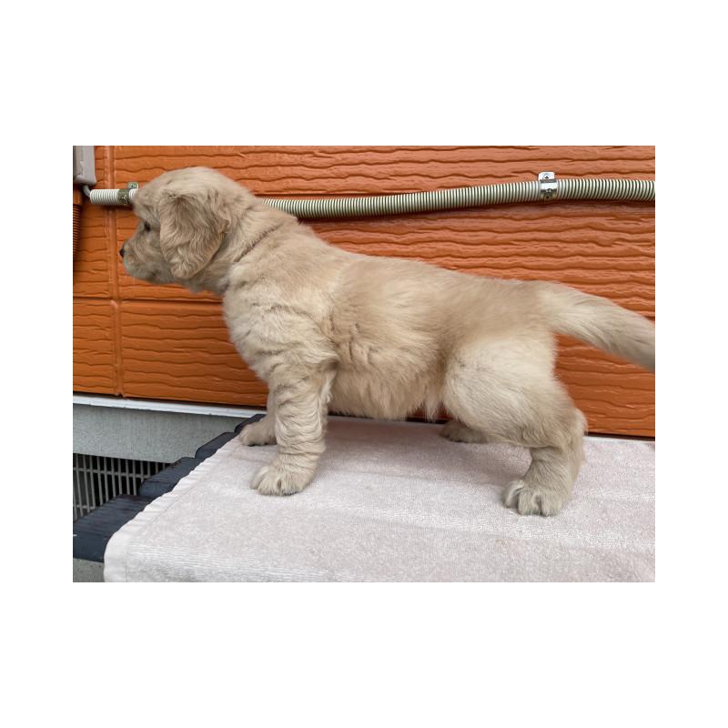 販売中の茨城県のゴールデンレトリーバー-430591の6枚目