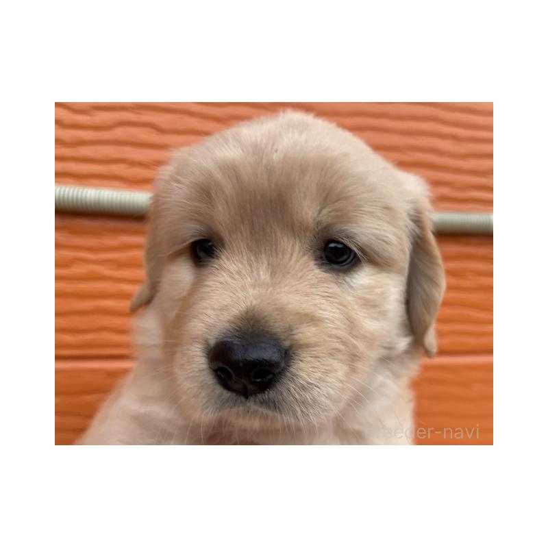 販売中の茨城県のゴールデンレトリーバー-430591の5枚目