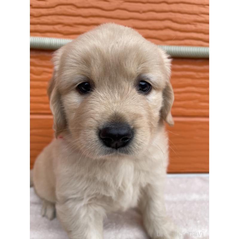 販売中の茨城県のゴールデンレトリーバー-430591の4枚目