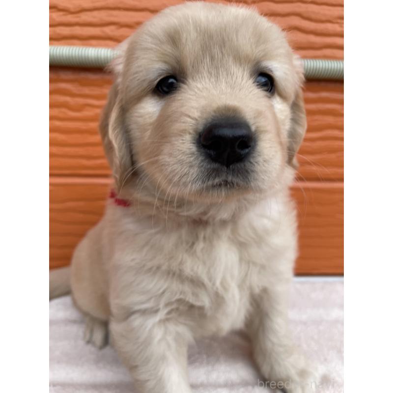 販売中の茨城県のゴールデンレトリーバー-430591の3枚目