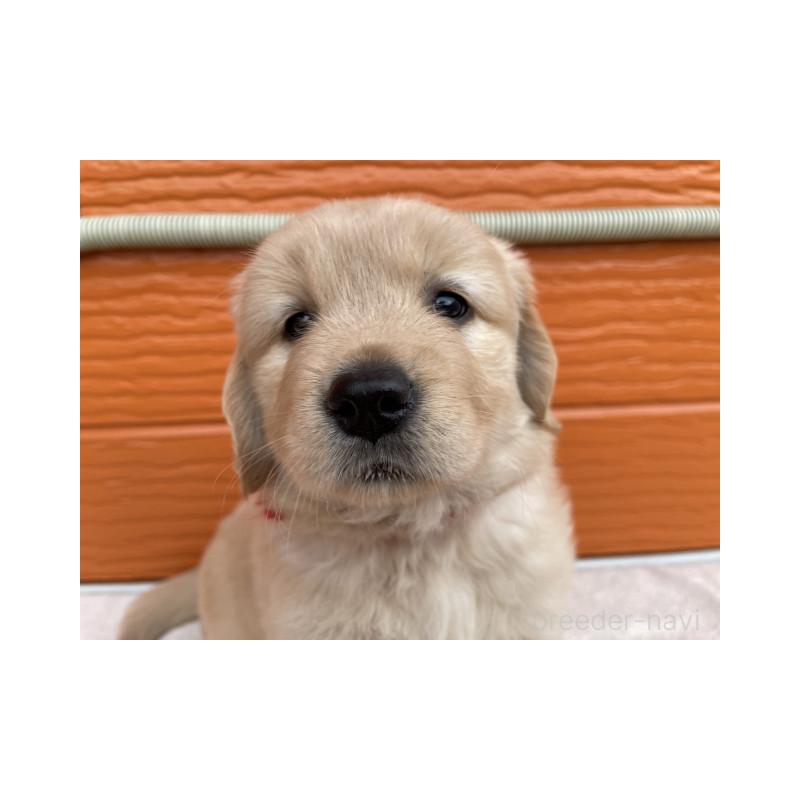 販売中の茨城県のゴールデンレトリーバー-430591の2枚目