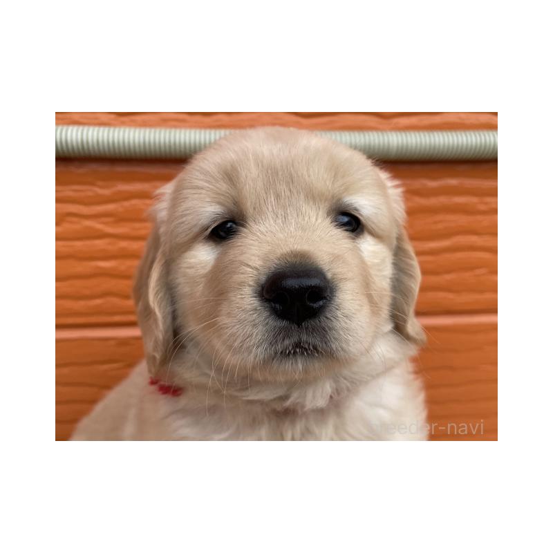 販売中の茨城県のゴールデンレトリーバー-430591の1枚目