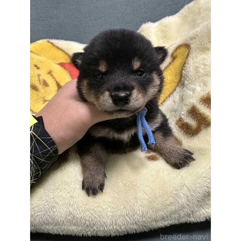 販売中の岡山県の豆柴-430592の6枚目