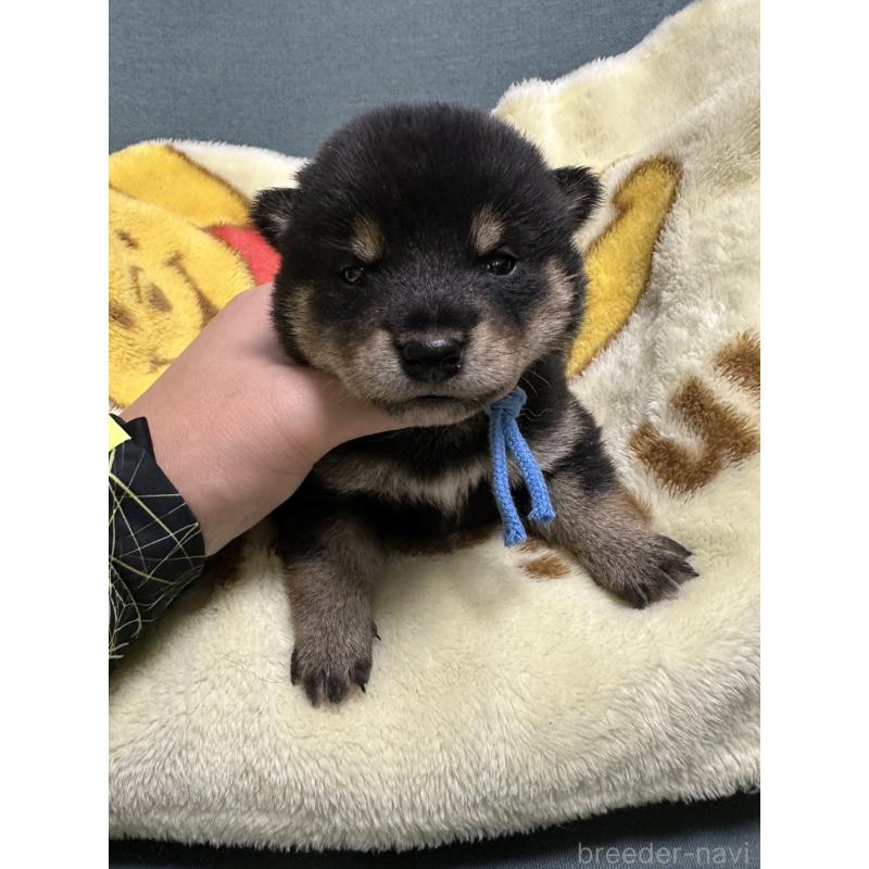 販売中の岡山県の豆柴-430592の5枚目