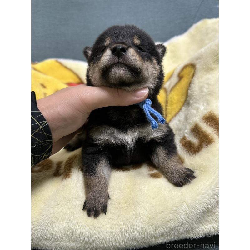 販売中の岡山県の豆柴-430592の4枚目