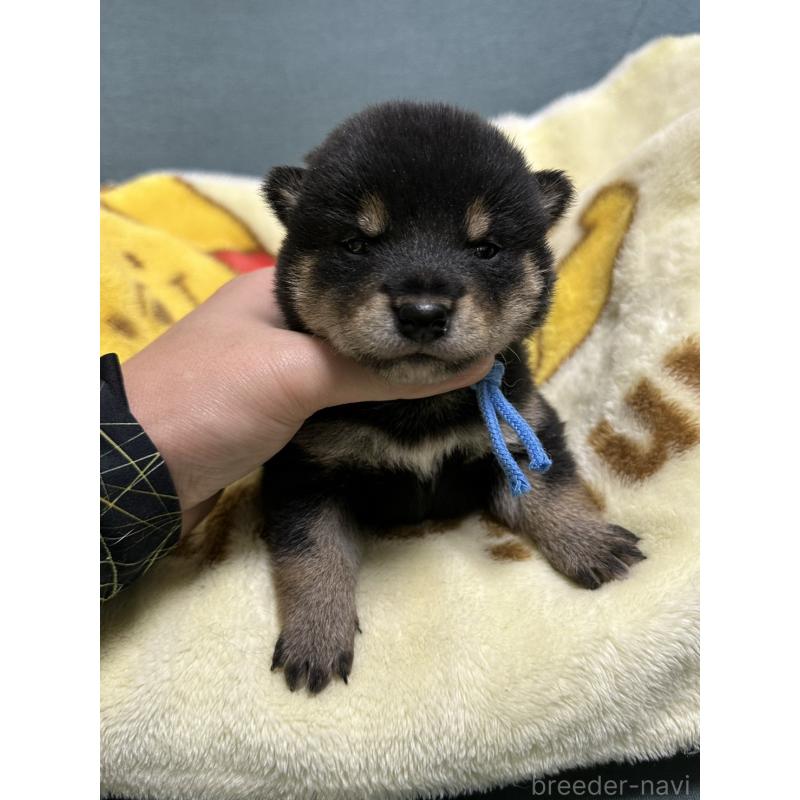 販売中の岡山県の豆柴-430592の3枚目