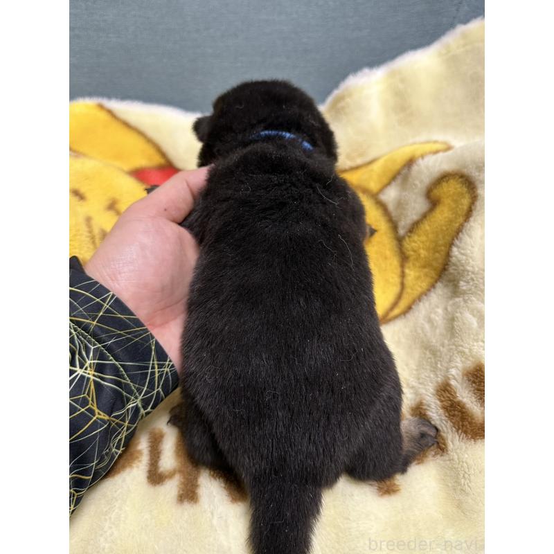 販売中の岡山県の豆柴-430592の2枚目