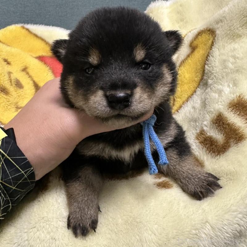 販売中の岡山県の豆柴-430592の1枚目