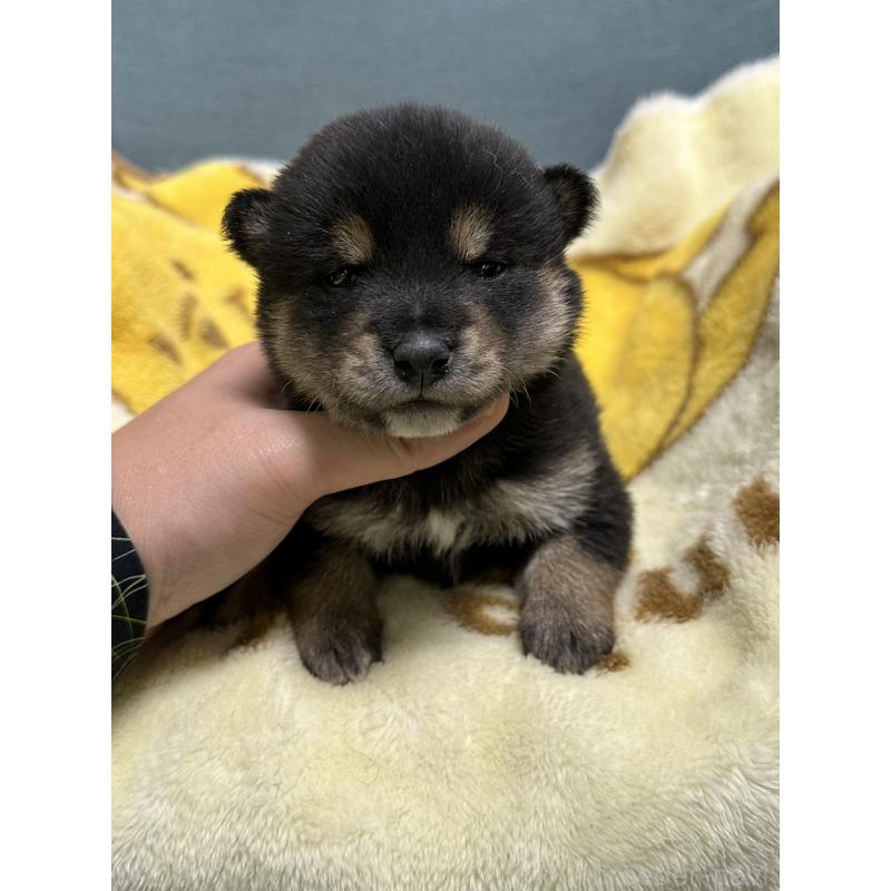 販売中の岡山県の豆柴-430593の6枚目